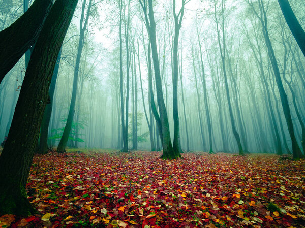 Autumn morning in misty forest