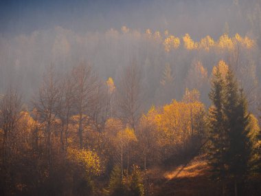 Ormanda sonbahar sabahı