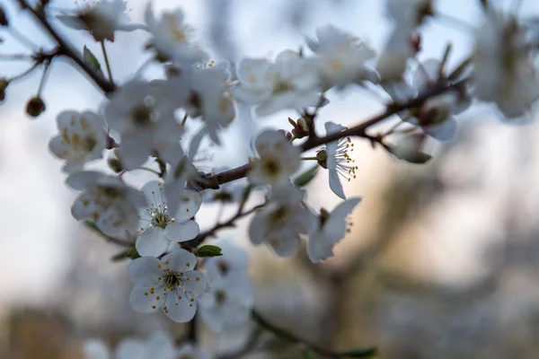 blossoming snow-white flowers on a cherry tree