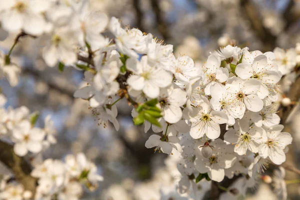 blossoming snow-white flowers on a cherry tree