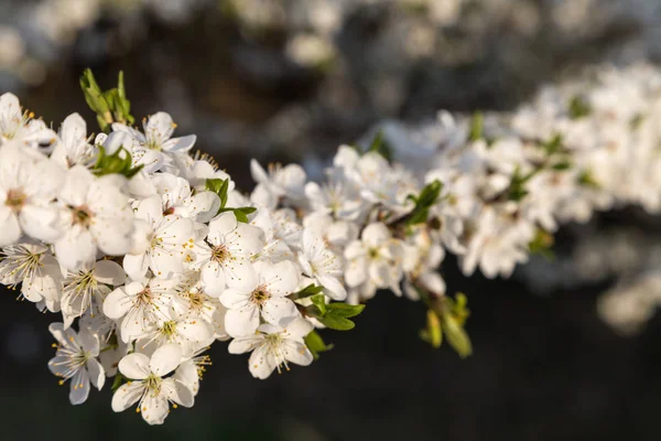 blossoming snow-white flowers on a cherry tree