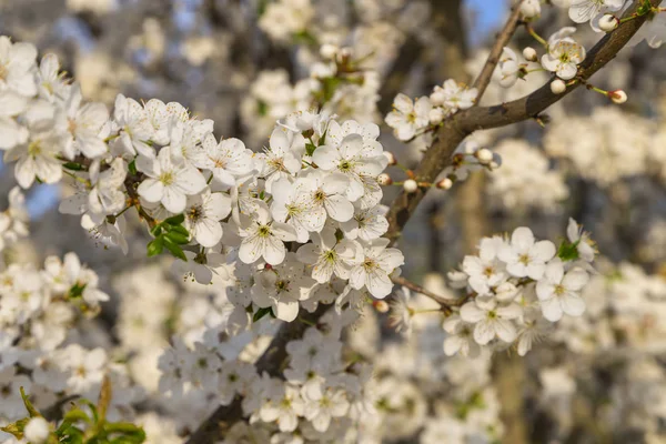 blossoming snow-white flowers on a cherry tree