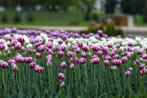 Tulips as a symbol of spring, peaceful life, tranquility. Evening cityscape.