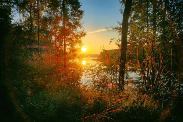 Sommar Solnedgång Pinjeskog Stranden Floden Kuban Närheten Kostroma Sköt Augusti — Stockfoto