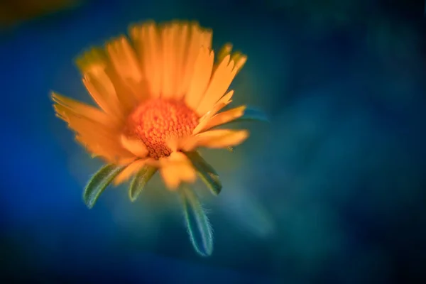 Fotografie Makro Detail Pallenis Maritima Hraní Teorií Žluté Modré Barvy — Stock fotografie