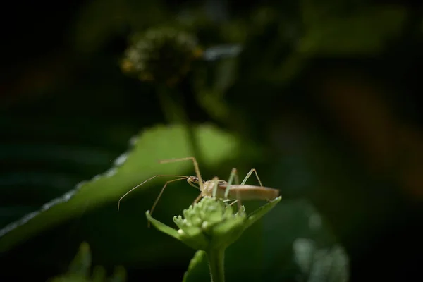 Küçük yaprak ayaklı pis kokulu böcek. Makro fotoğrafçılık