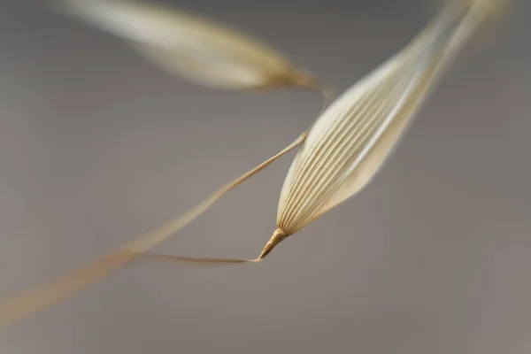 Avena Barbata Nın Spikelets Bulanık Arka Plana Karşı Yulaf Ezmesi — Stok fotoğraf