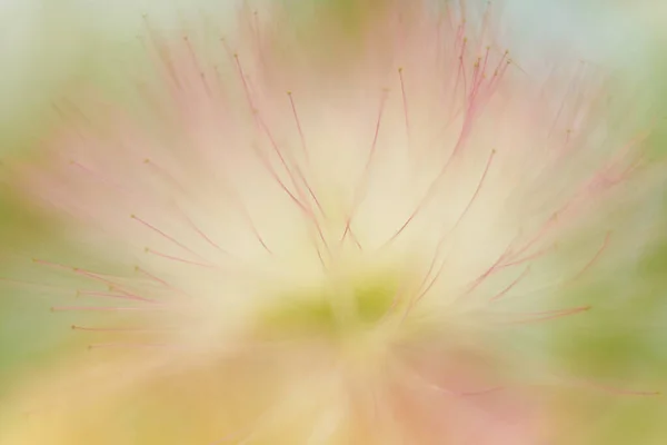 Albizia julibrissin, Fabaceae familyasından Güneybatı ve Doğu Asya 'ya özgü bir ağaç türü. Cins adını 18. yüzyılın ortalarında Avrupa 'ya tanıtan İtalyan asilzade Filippo degli Albizzi' den almıştır.