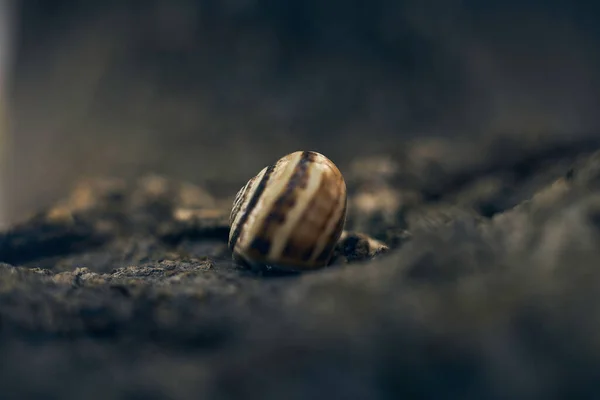 snail shell detail attached to a tree trunk ,macro detail, selective focus, dark background