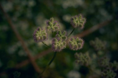 Torilis scabra (sert çit maydanozu), makro fotoğraf