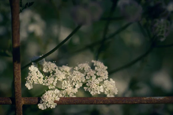 Upright Hedge Maydanoz Torilis Japonica Rlanda Kır Yollarının Uzun Tanıdık — Stok fotoğraf