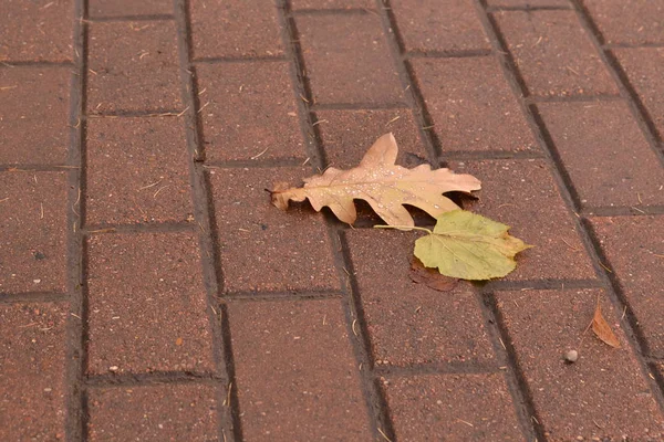 Der Herbst Kam Und Die Blätter Fielen Herunter — Stockfoto