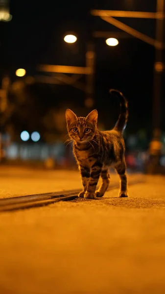 Gatto Seduto Vicino Alla Ferrovia — Foto Stock