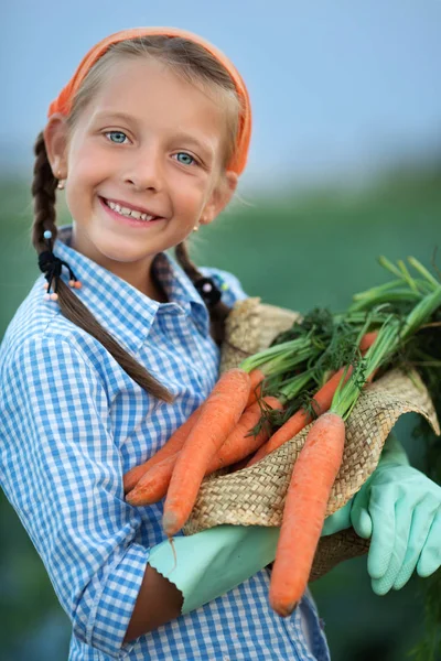 Farmer Cute Little Girl Holding Carrots Field — Stock Photo, Image