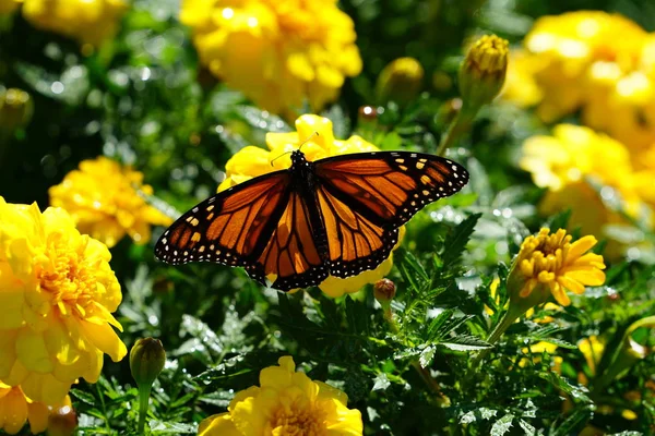 Cerrado Mariposa Monarca Sentado Sobre Flor Amarilla Marigold Parque Dallas —  Fotos de Stock