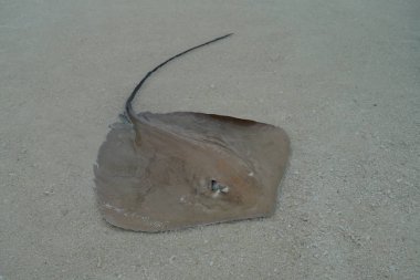 Stingray kumlu deniz tabanında, yakın görüş, Baa Atoll, Maldivler