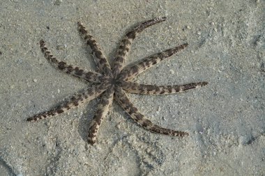 Manjuyod Sandbar, Filipinler boyunca kumda alışılmadık benekli deniz yıldızları