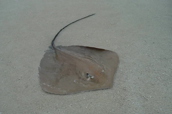 Stingray Sur Fond Marin Sablonneux Vue Près Dans Atoll Baa — Photo