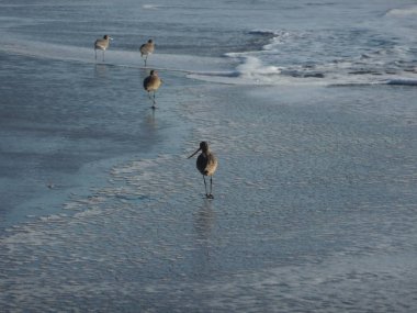 Kaliforniya sahillerinde sörf dalgaları üzerinde yürüyen vahşi yaşam