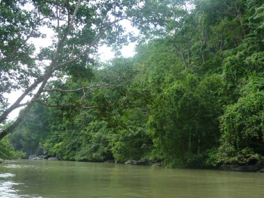 Filipinler, Palawan 'daki yemyeşil nehir manzarası