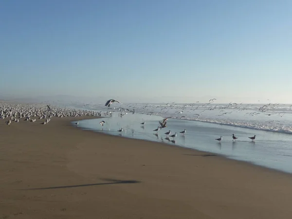 Kışın Kaliforniya Nın Göbeğindeki Kumlu Sahilde Kışı Geçiren Kuş Sürüsü — Stok fotoğraf