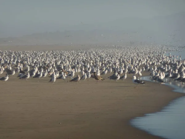 在加利福尼亚中部海岸沙滩上过冬的大群鸟类 — 图库照片