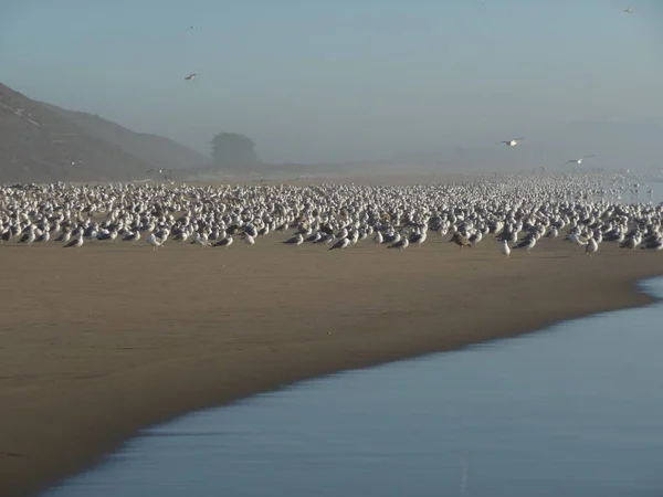 成群结队的鸟儿在加利福尼亚中部海岸沙滩上过冬 — 图库照片