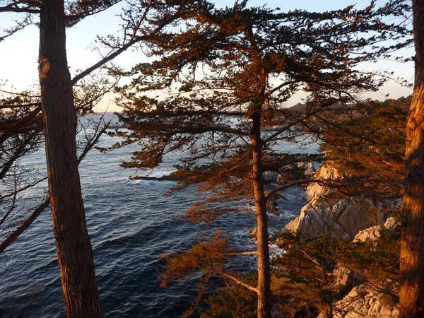 Malerischer Blick Auf Das Meer Durch Sonnenbeleuchtete Bäume Entlang Des — Stockfoto