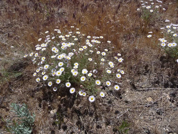 Broussailles Illuminées Par Soleil Fleurs Sauvages Blanches Fleurs Long Grand — Photo