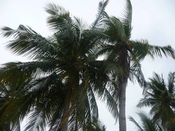 菲律宾巴拉旺地区热带棕榈树的低角景观 — 图库照片