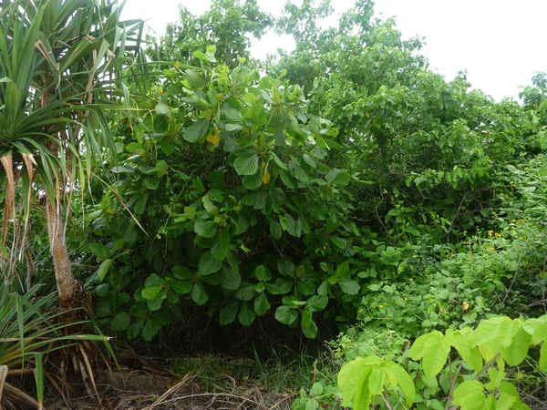 緑の熱帯の茂み 植物の背景 パラワン フィリピン2009 — ストック写真
