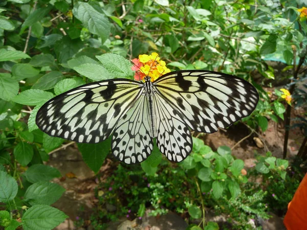 菲律宾内格罗斯岛中部 美丽的蝴蝶栖息在热带花朵上 — 图库照片