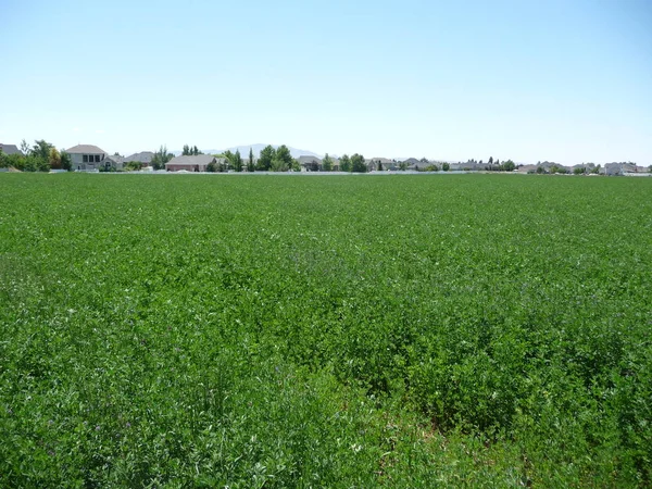 View Green Field Suburban Area Salt Lake City Usa 2009 — Stockfoto