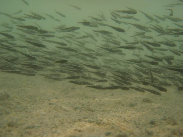 Unterwasser Ansicht Des Schwarms Kleiner Fische — Stockfoto