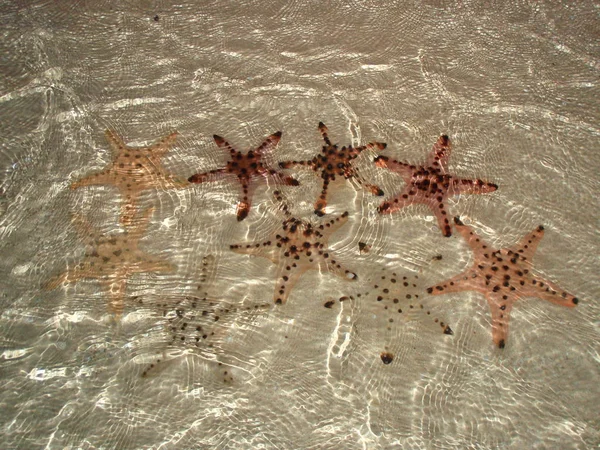 Vista Subaquática Várias Estrelas Mar Praia — Fotografia de Stock