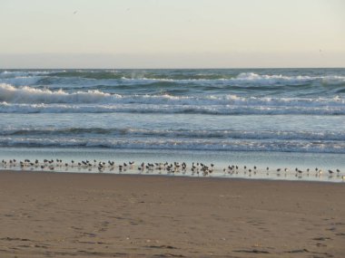 kuşlar sörf dalgaları ile kumlu plajda akın