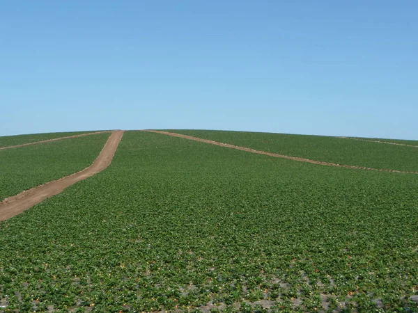 Frodig Grön Jordbruksmark Blå Himmel — Stockfoto
