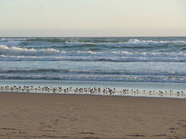 Pássaros Rebanho Praia Areia Com Ondas Surf — Fotografia de Stock