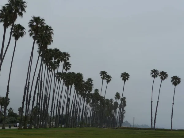 Bulutlu Gökyüzü Uzun Palmiye Yeşil Çim — Stok fotoğraf