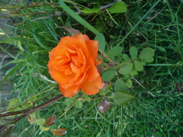 Flor Naranja Rodeada Exuberante Vegetación — Foto de Stock