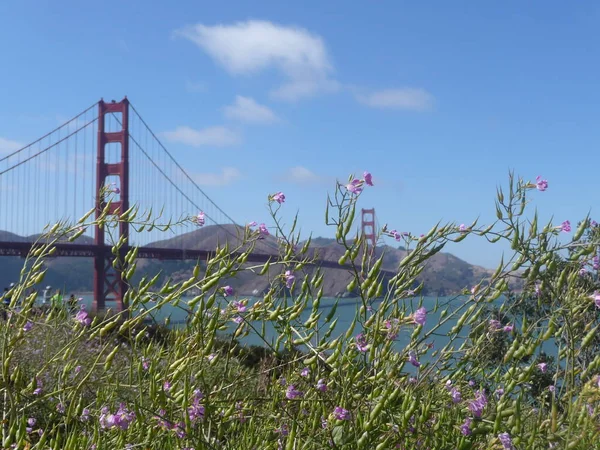 Most Golden Gate Postrzegane Przez Krzewy Kwitnące — Zdjęcie stockowe