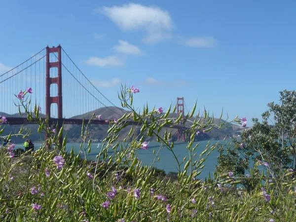 Most Golden Gate Postrzegane Przez Krzewy Kwitnące — Zdjęcie stockowe