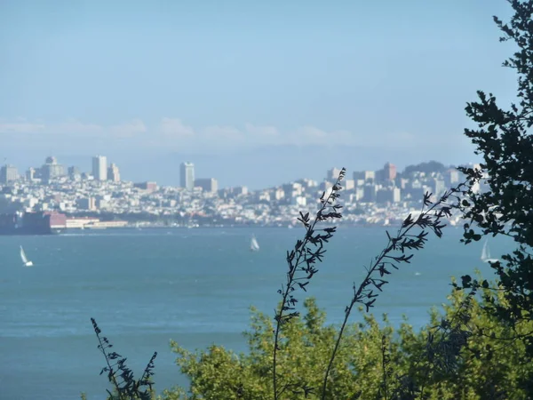 marine landscape with distant city buildings seen through bushes