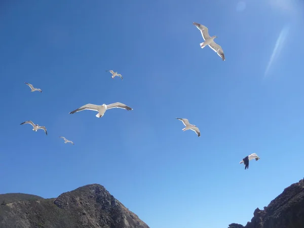在阳光明媚的蓝天上飞翔的海鸥 — 图库照片