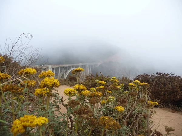 Big Sur Köprüsü Sarı Çiçek Açan Çiçekler Gördüm — Stok fotoğraf