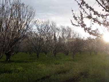 Ağaç ve yeşil çimen çiçek Bahçe