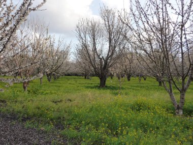 Ağaç ve yeşil çimen çiçek Bahçe