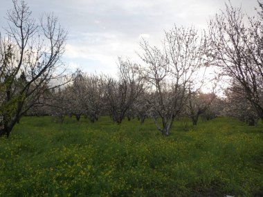 Ağaç ve yeşil çimen çiçek Bahçe