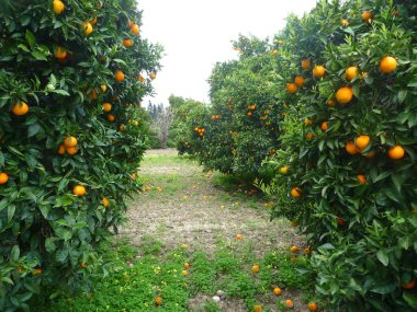 yeşil çim ile bahçede portakal ağaçları