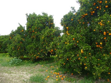 yeşil çim ile bahçede portakal ağaçları